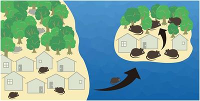 Commensal Rodent Habitat Expansion Enhances Arthropod Disease Vectors on a Tropical Volcanic Island